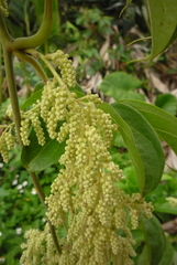 Dioscorea cumingii