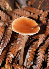 Lentinellus tasmanicus