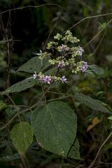 Clerodendrum cordatum