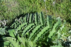 Cynara tournefortii