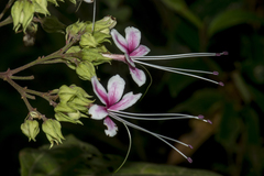 Clerodendrum cordatum