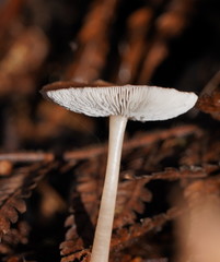 Lentinellus tasmanicus