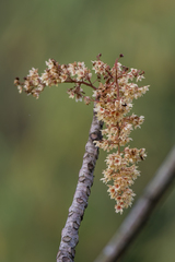 Sterculia villosa