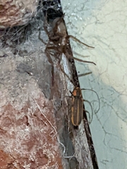 Saperda lateralis
