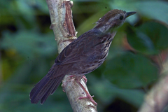 Pellorneum ruficeps