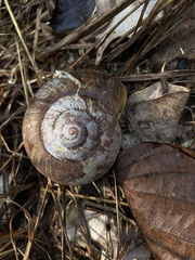 Hemiplecta distincta