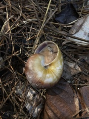 Hemiplecta distincta