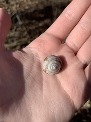 Webbhelix multilineata