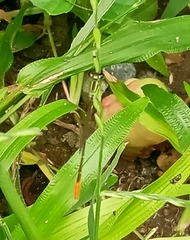 Agriocnemis femina