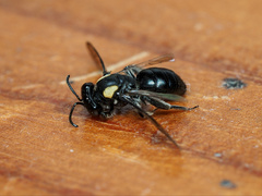 Leioproctus irroratus