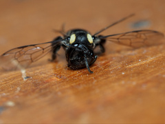 Leioproctus irroratus