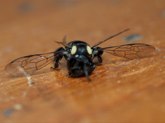Leioproctus irroratus