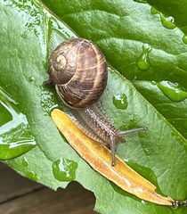 Helix lucorum