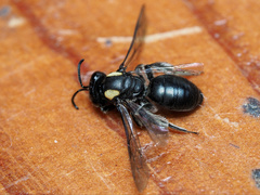 Leioproctus irroratus
