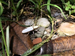 Olenecamptus cretaceus