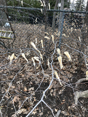 Fagus grandifolia