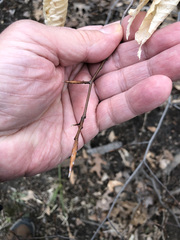 Fagus grandifolia