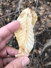 Fagus grandifolia