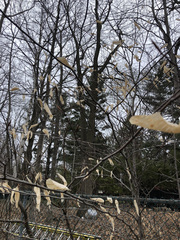 Fagus grandifolia