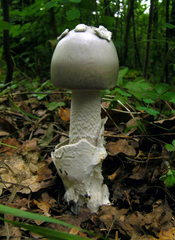 Amanita argentea
