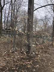 Fagus grandifolia