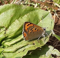 Lycaena phlaeas