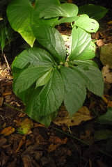 Elatostema edule