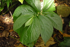 Elatostema edule