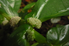 Elatostema edule
