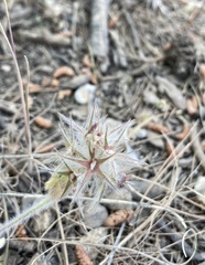 Trifolium stellatum
