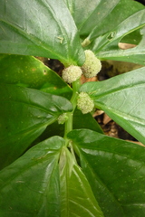 Elatostema edule