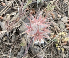 Trifolium stellatum