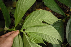 Elatostema edule