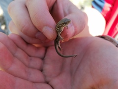 Lacerta agilis