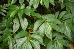 Elatostema edule