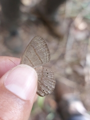 Cissia phronius