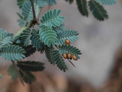 Prismatocerus prominulus