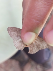 Cissia phronius