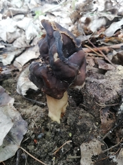 Helvella monachella