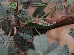 Prismatocerus prominulus