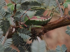 Prismatocerus prominulus