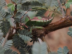 Prismatocerus prominulus