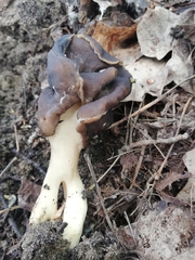 Helvella monachella