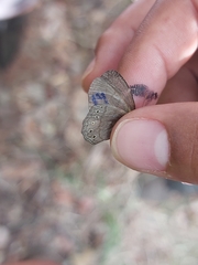 Cissia phronius