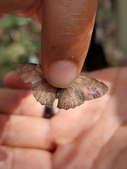 Cissia phronius