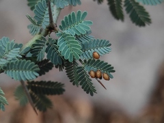 Prismatocerus prominulus