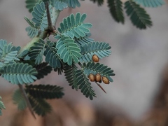 Prismatocerus prominulus