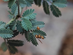 Prismatocerus prominulus