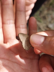 Cissia phronius
