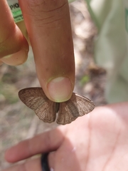 Cissia phronius